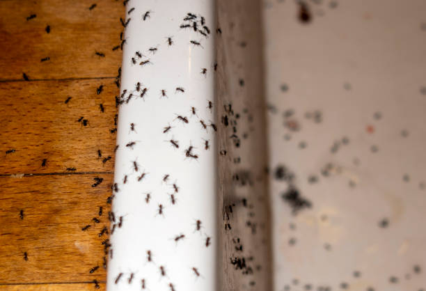Best Wasp Removal Services  in Deer Lodge, MT