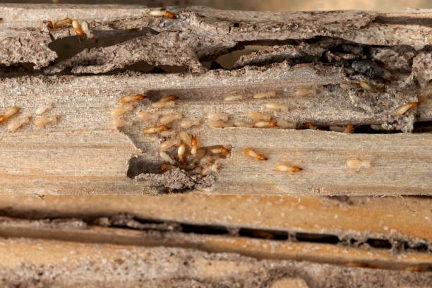 Best Local Pest Control Services  in Deer Lodge, MT